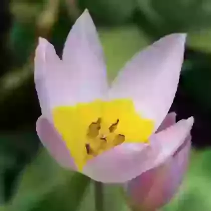 Fine Tulip Species